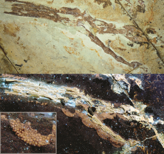 Figure 3. The foot of the bird-like feathered dinosaur Anchiornis. Top image shows the foot under normal light. Bottom image shows the foot under laser light. Inset image shows the scaly details of a single footpad. The footpad scales are preserved, but only visible under laser-stimulated fluorescence. Credit: Wang XL, Pittman M et al. 2017.